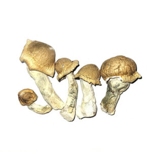 magic mushrooms uk