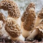 magic mushroom growing kits uk