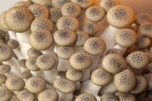 types of magic mushrooms uk