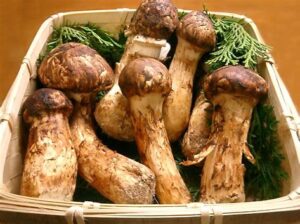magic mushrooms uk season