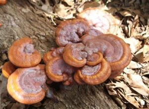 shiitake mushroom
psilocybin mushrooms kit