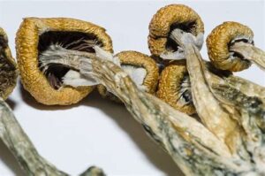 Magic Mushroom Side Effects
how long do shrooms take to kick in