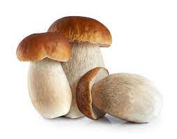 types of magic mushrooms uk