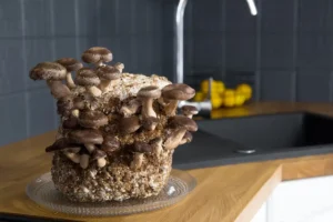 How to grow mushrooms at home shiitake mushroom