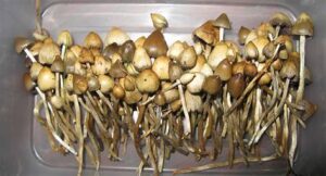 liberty caps liberty cap mushrooms uk.
magic mushroom grow kit