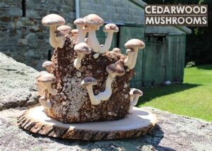 mushroom growing supplies uk