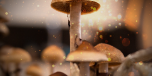mushroom effects reddit mushroom