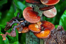 Reishi Mushroom Reishi