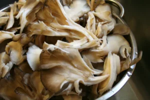 hen of the woods mushrooms