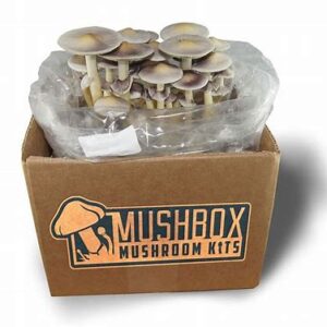 Buy magic mushroom grow kit Online | MushBox Grow Kit | mushroom grow kit UK psilocybin mushrooms kit